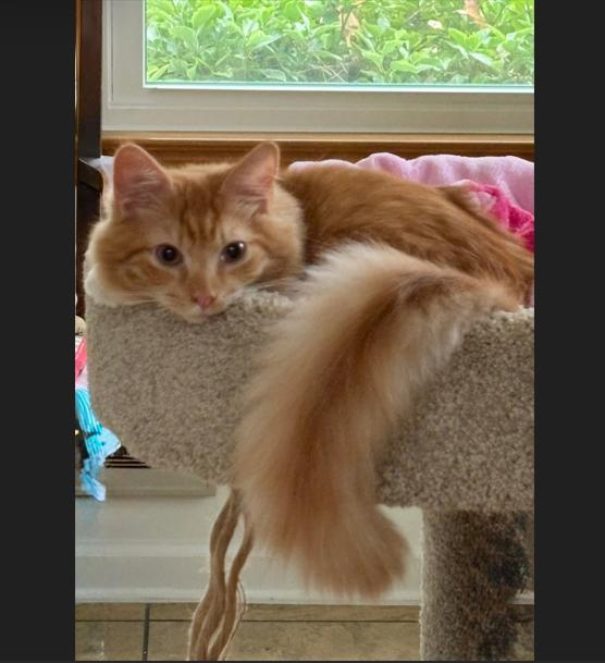 Delaney, Adopted, Kitten Female Domestic Long Hair.