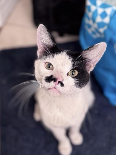 MR AMORE, Adoptable, Young Male Domestic Short Hair.