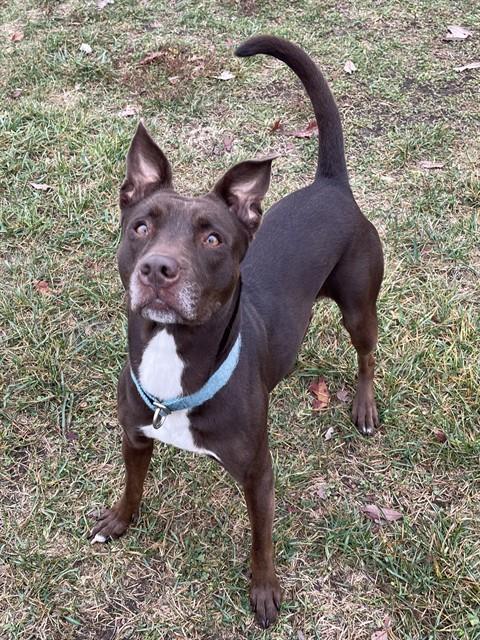 Enlarge BRANDI, a Adoptable mixed breed in Lees Summit, MO image 1/1