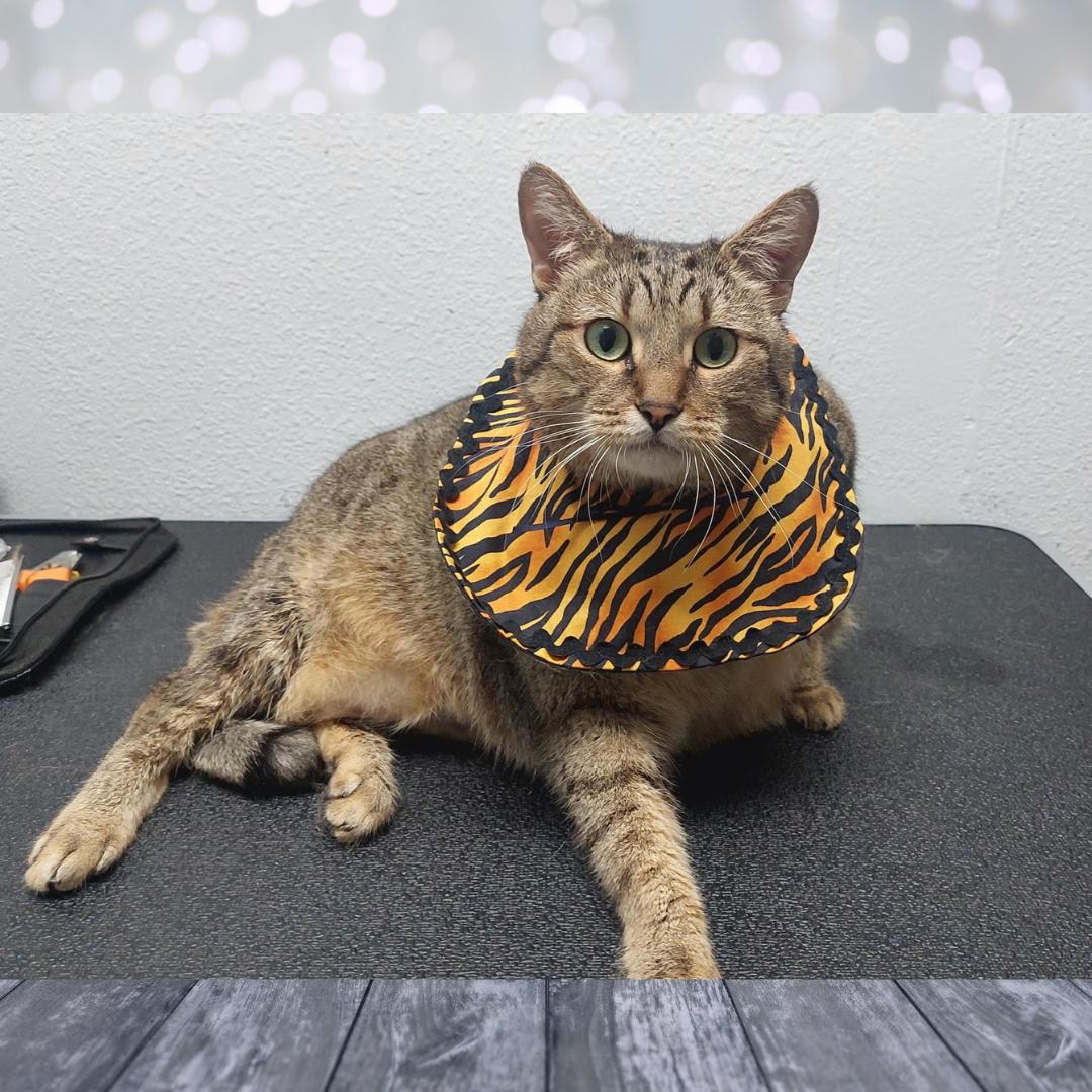 Enlarge Jerri, a Adoptable Tiger in Orange City, FL image 2/6