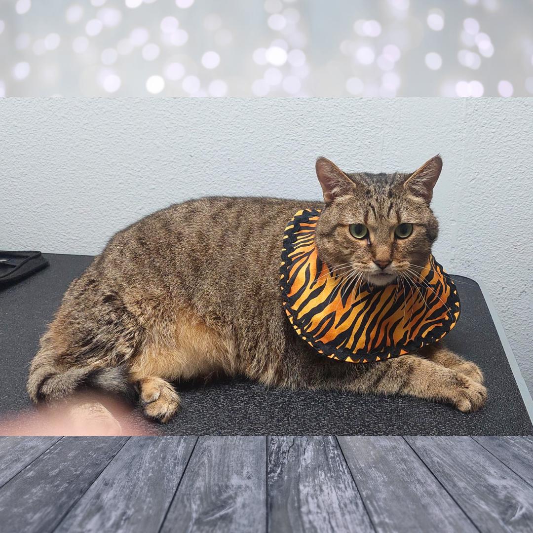 Enlarge Jerri, a Adoptable Tiger in Orange City, FL image 3/6