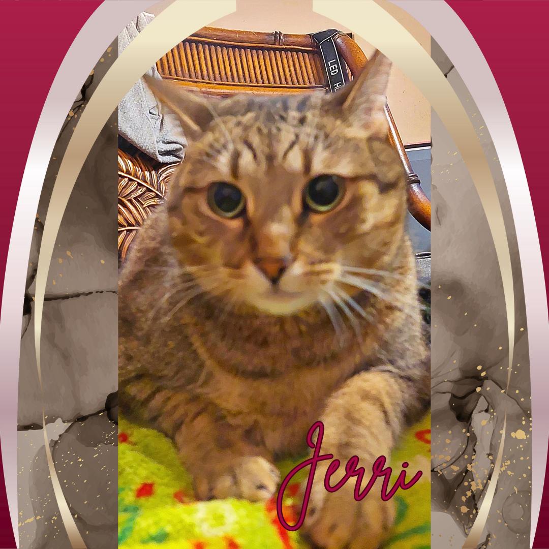 Enlarge Jerri, a Adoptable Tiger in Orange City, FL image 4/6