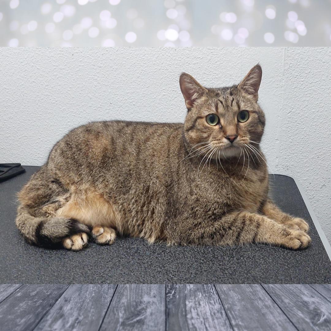 Jerri, an adoptable Tiger in Orange City, FL, 32763 | Photo Image 1