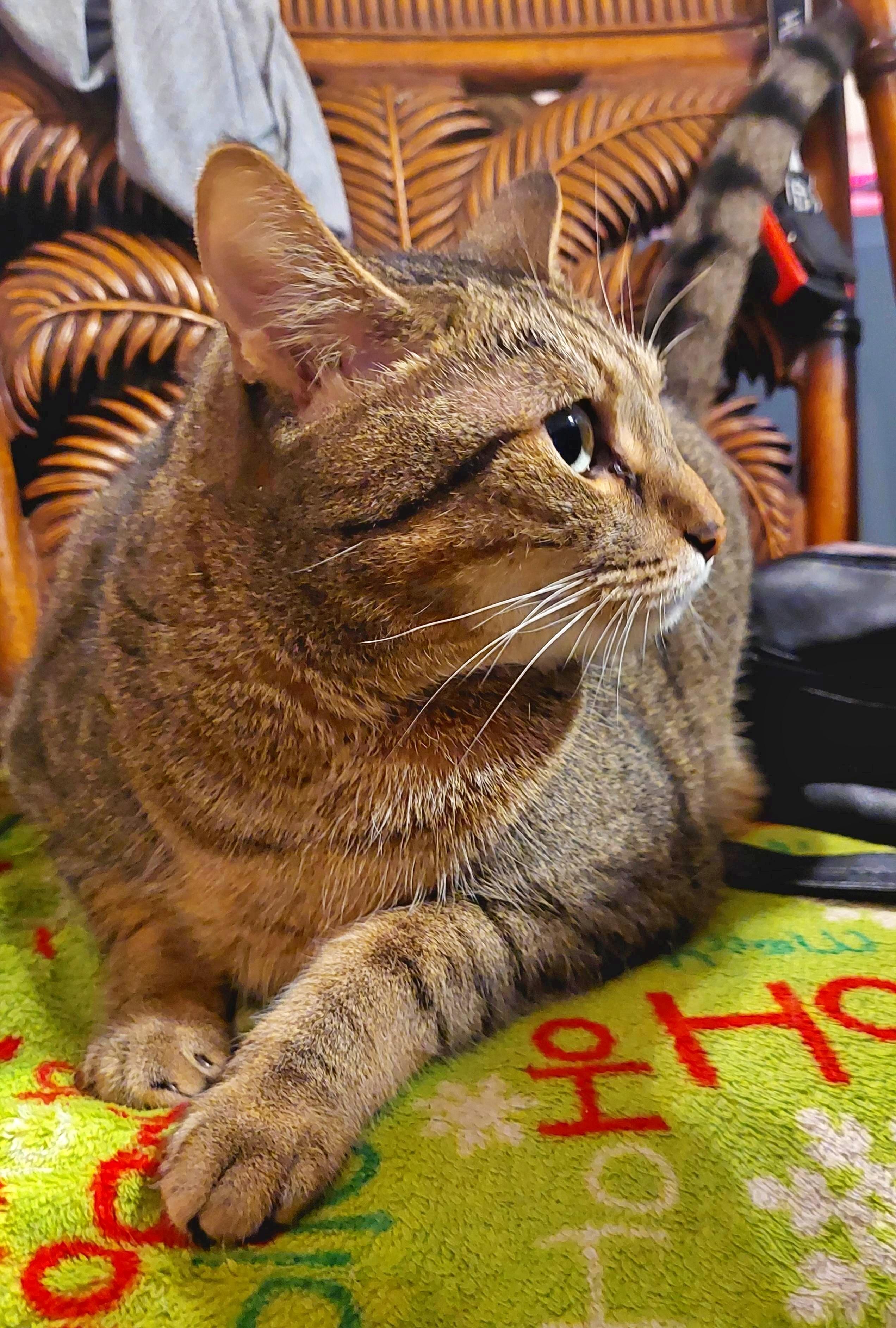 Enlarge Jerri, a Adoptable Tiger in Orange City, FL image 5/6