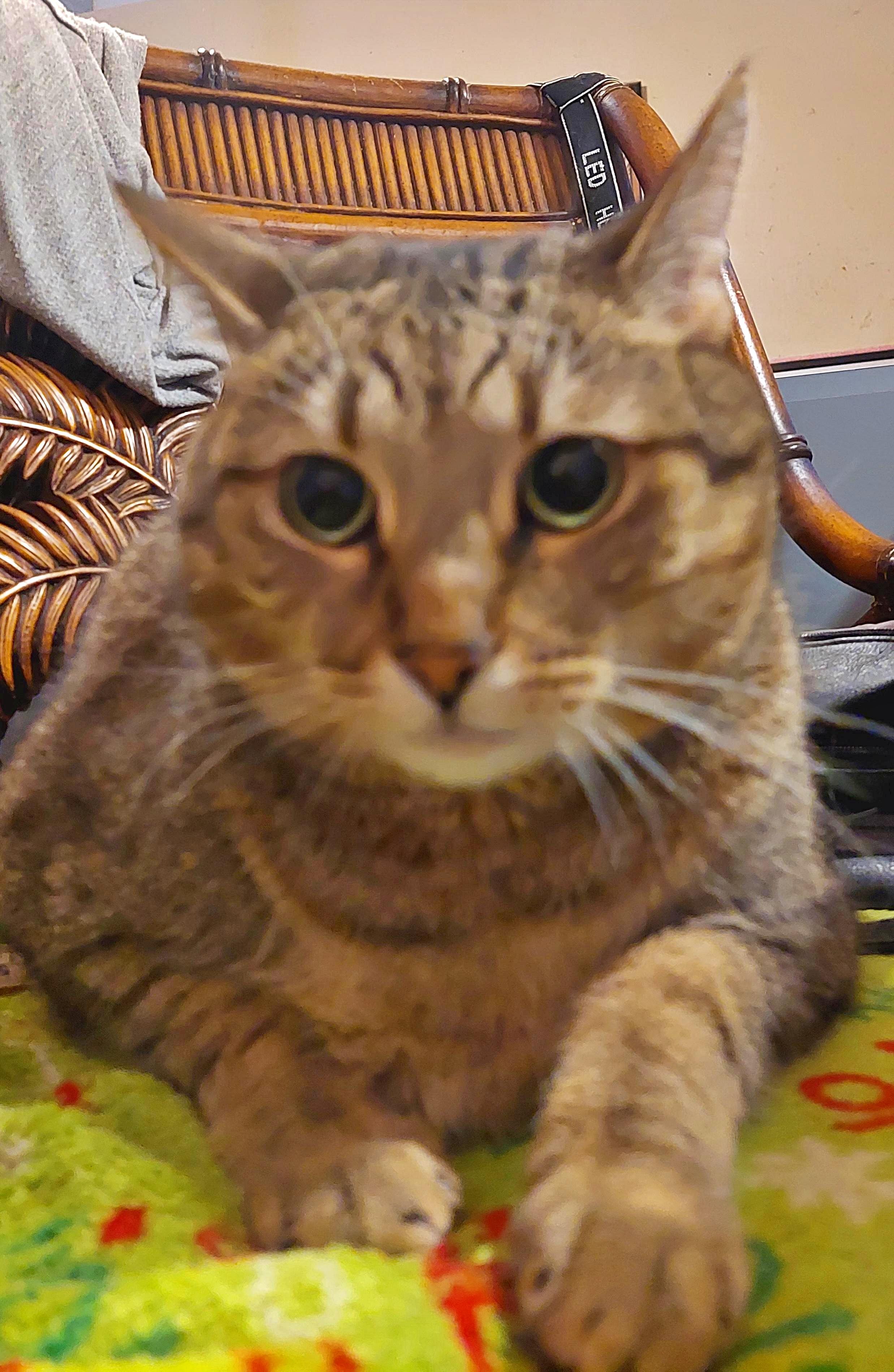Jerri (w/Benny)?, an adoptable Tiger in Orange City, FL, 32763 | Photo Image 3