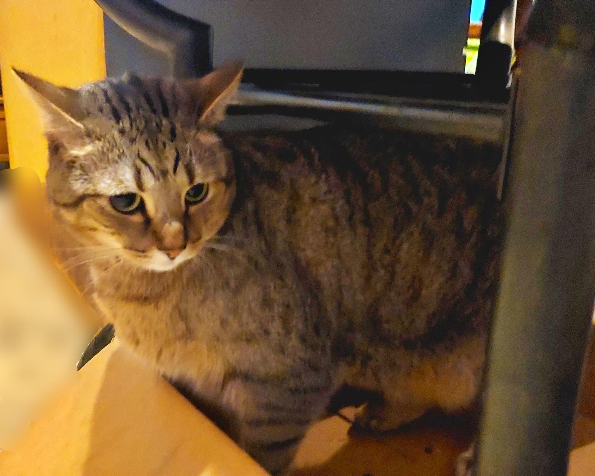 Enlarge Jerri, a Adoptable Tiger in Orange City, FL image 6/6