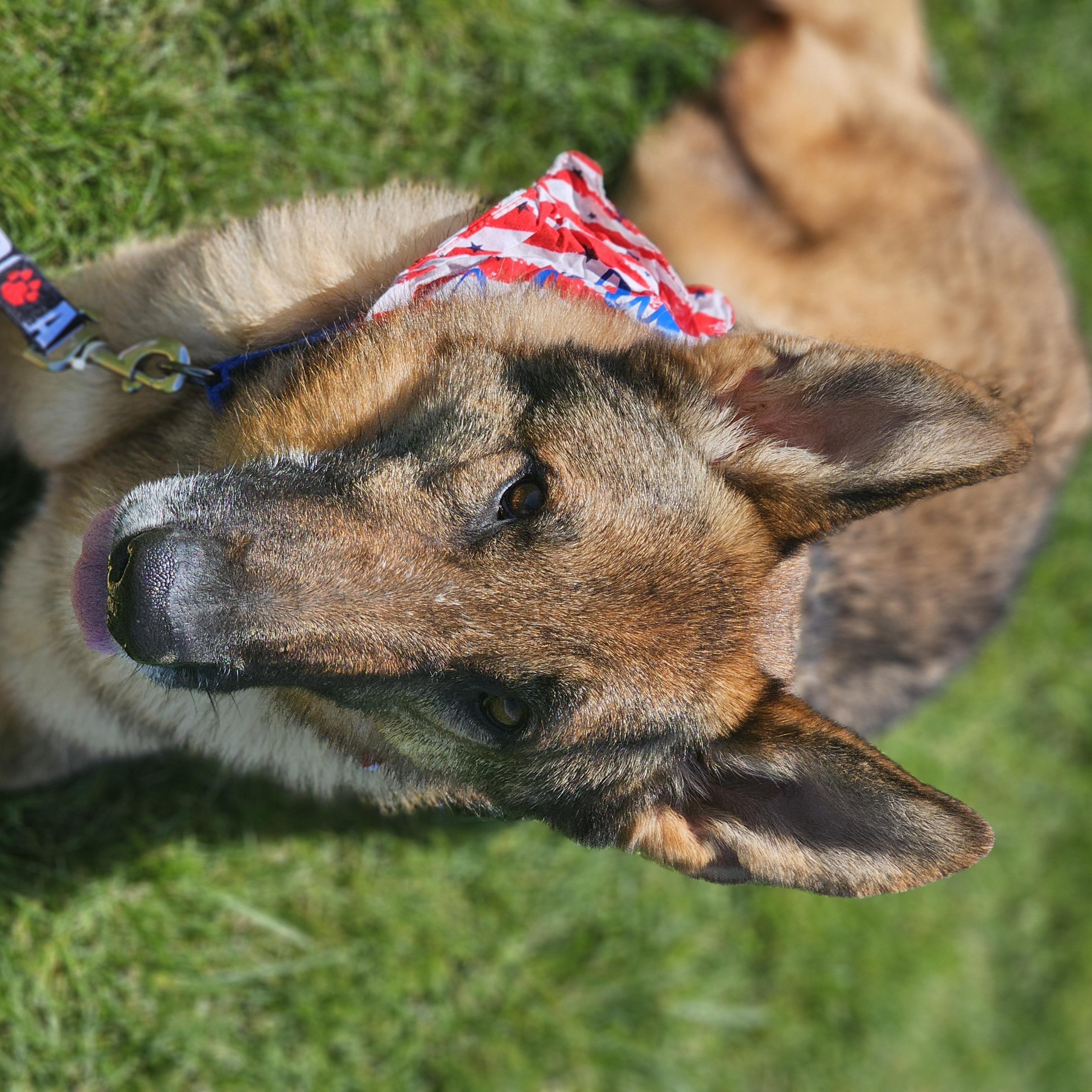 Enlarge Blinky, a ADOPTABLE mixed breed in O Fallon, IL image 3/6