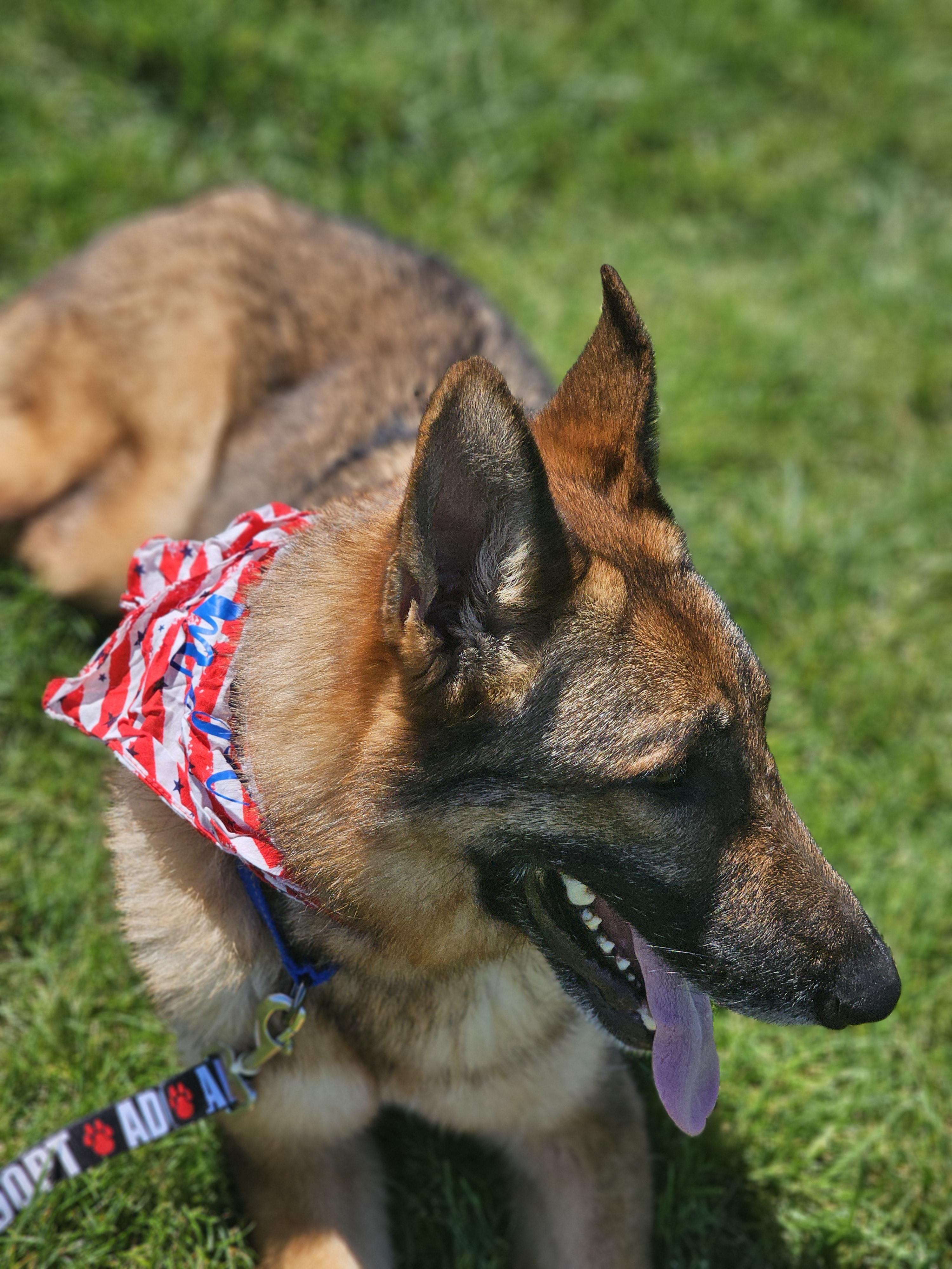 Enlarge Blinky, a ADOPTABLE mixed breed in O Fallon, IL image 6/6
