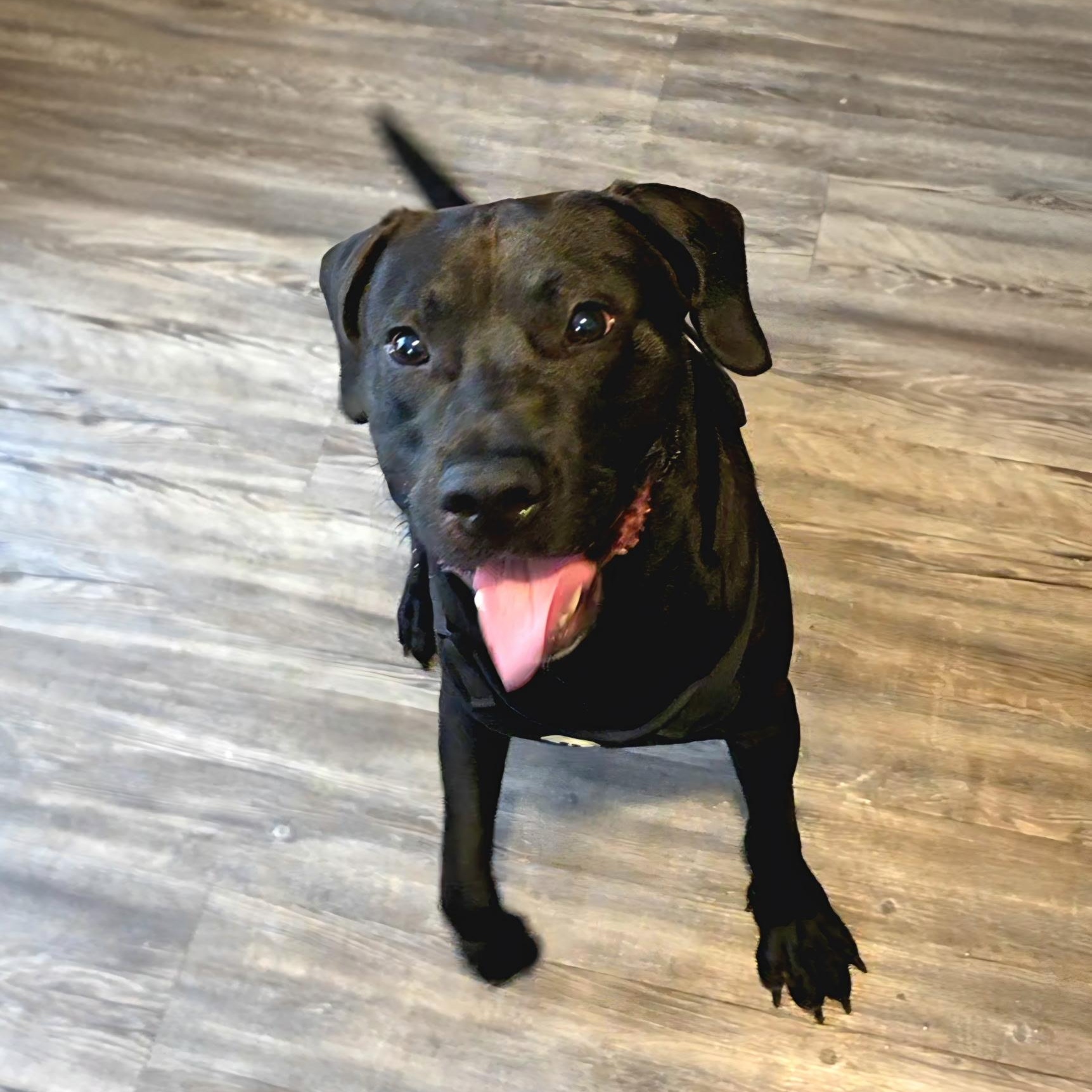 Miles, ADOPTABLE, Young Male Black Labrador Retriever.