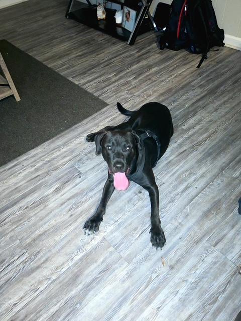 Enlarge Miles, a ADOPTABLE mixed breed in Manhasset, NY image 4/5