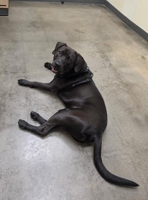 Enlarge Miles, a ADOPTABLE mixed breed in Manhasset, NY image 2/5