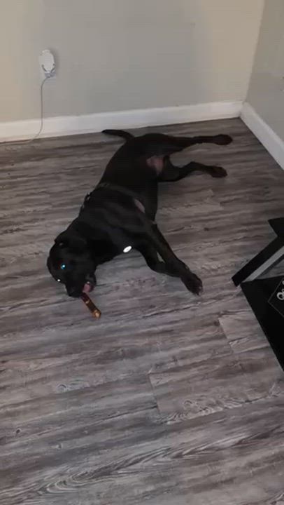 Enlarge Miles, a ADOPTABLE mixed breed in Manhasset, NY video 5/5