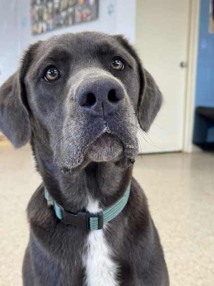 Missy Ann *Special Needs*, Adoptable, Adult Female Labrador Retriever & Mixed Breed.