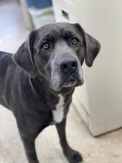 Enlarge Missy Ann *Special Needs*, a Adoptable mixed breed in Columbia City, IN image 2/5