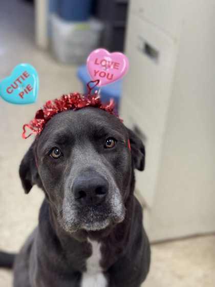 Missy Ann *Special Needs* — thumbnail 5