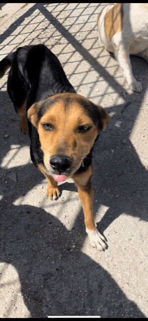 MOHAWK from Aruba!!!, Adopted, Young Female Beagle & Shepherd.