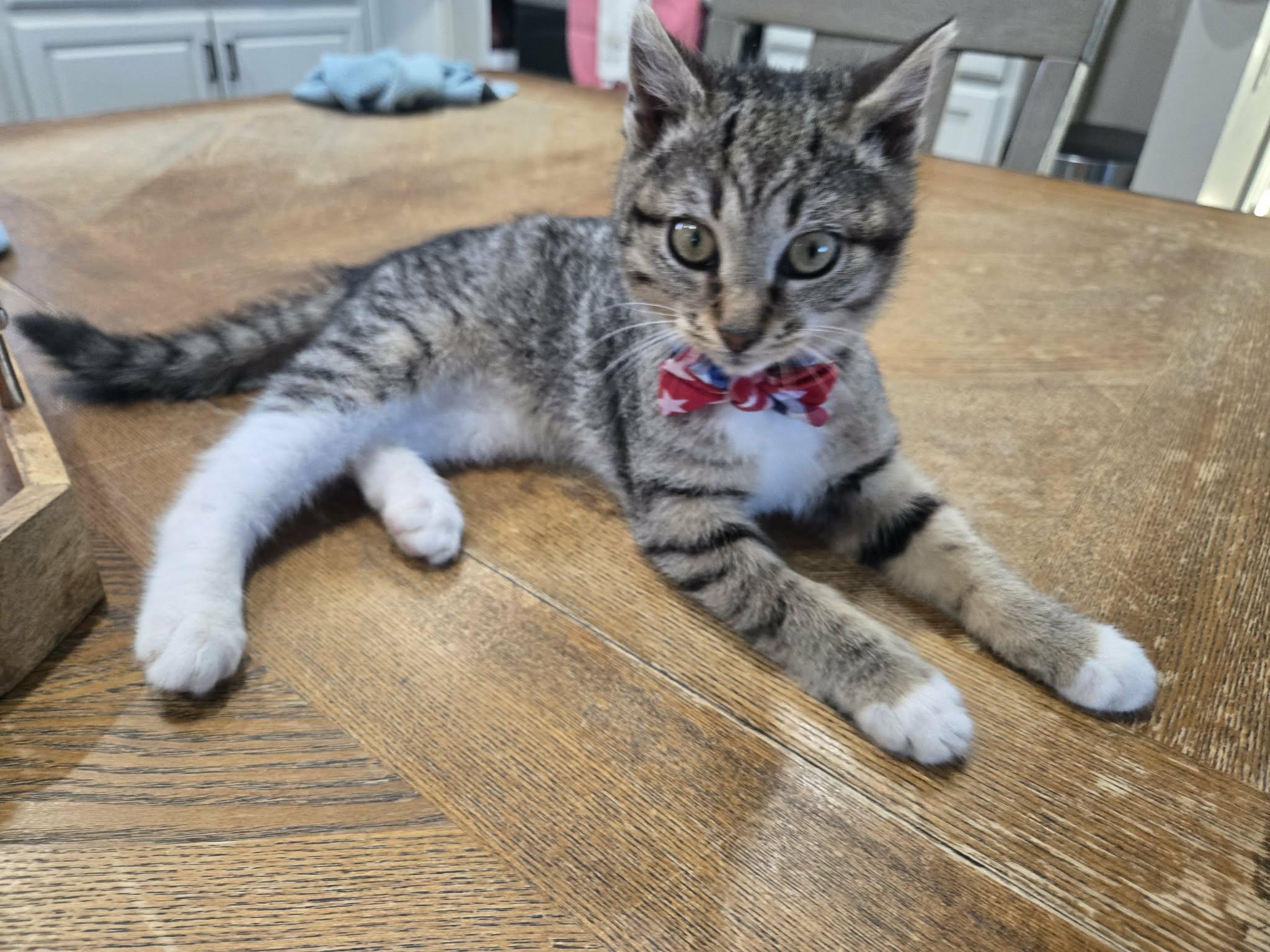 Enlarge Peep, a ADOPTABLE Domestic Short Hair in oxford, PA image 1/1