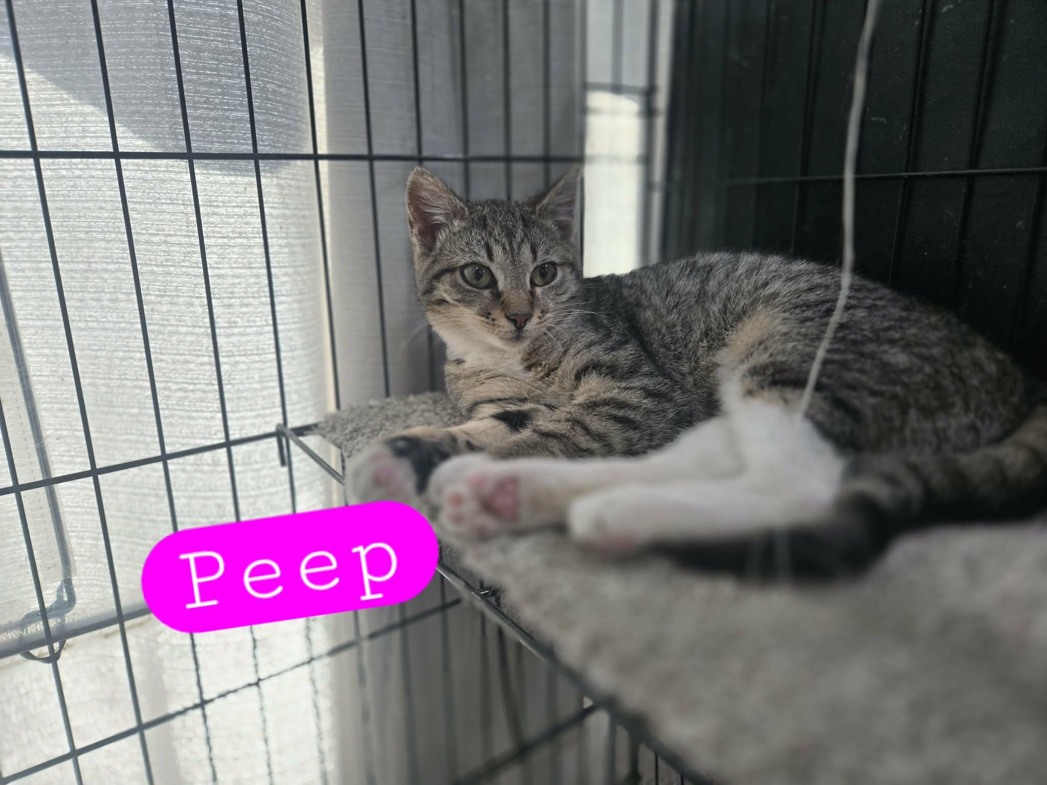 Enlarge Peep, a ADOPTABLE Domestic Short Hair in oxford, PA image 2/3