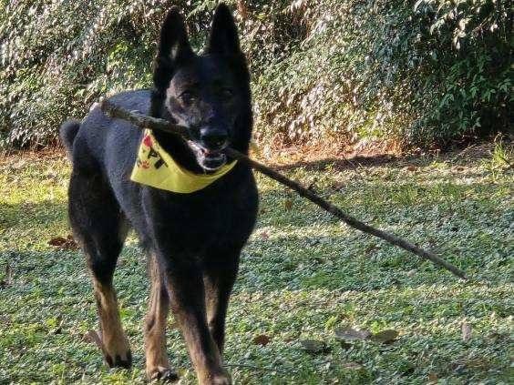 Enlarge Raz, a Adoptable Shepherd in Spring, TX image 1/4