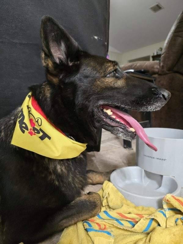 Enlarge Raz, a Adoptable Shepherd in Spring, TX image 4/4