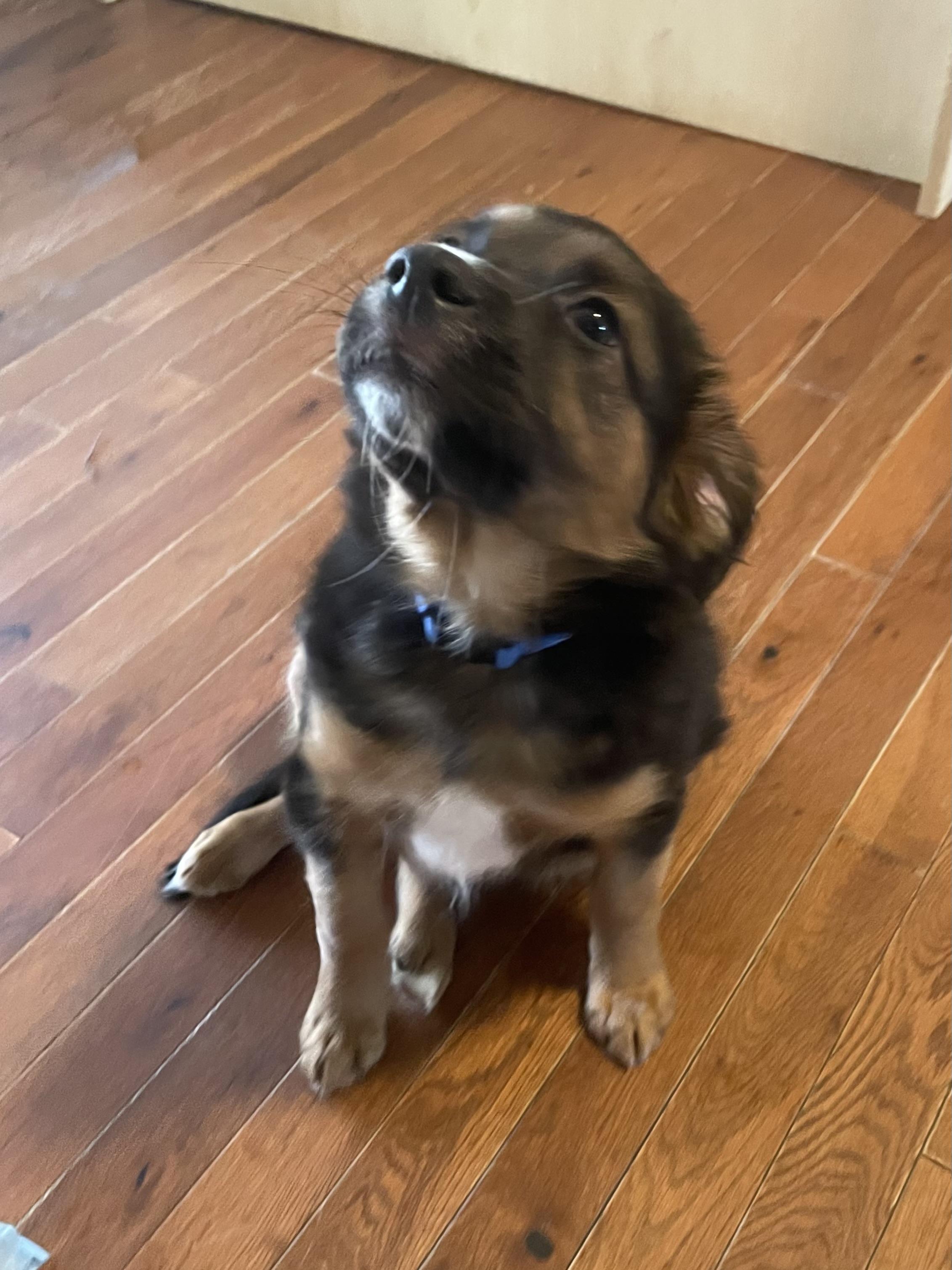 Enlarge Shepherd, an adopted mixed breed in MADISON, AL image 1/3