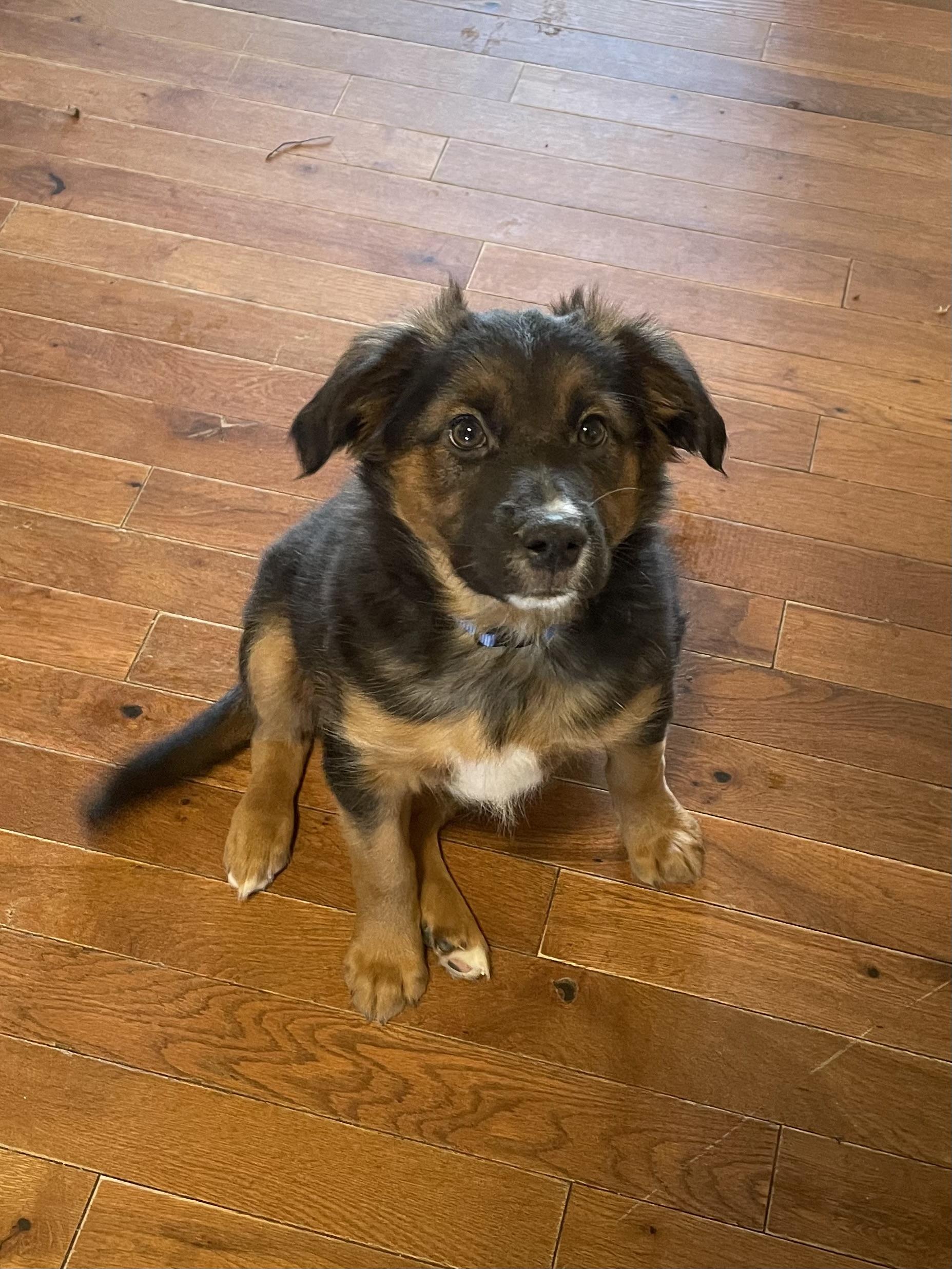 Enlarge Shepherd, an adopted mixed breed in MADISON, AL image 3/3