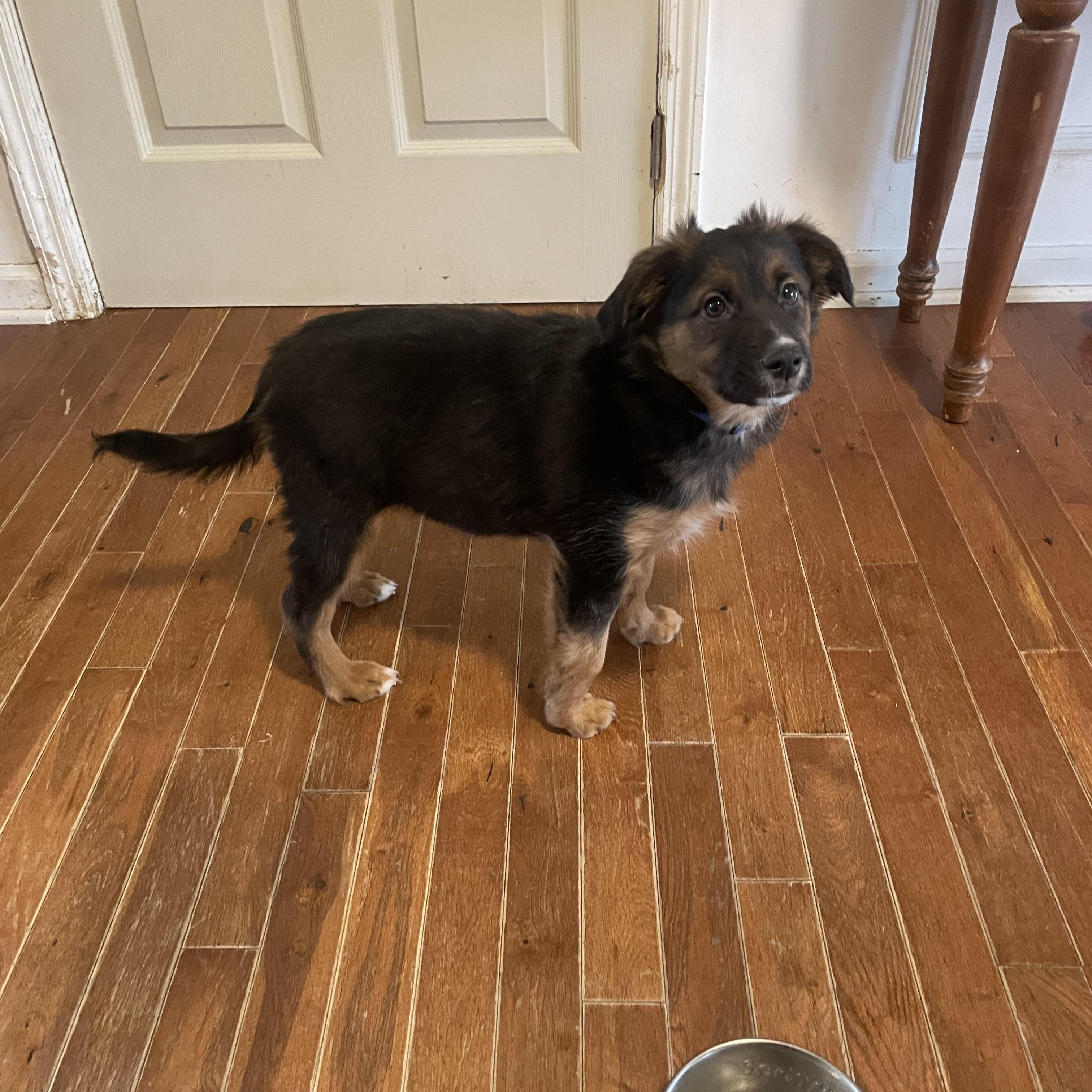 Enlarge Shepherd, an adopted mixed breed in MADISON, AL image 2/3