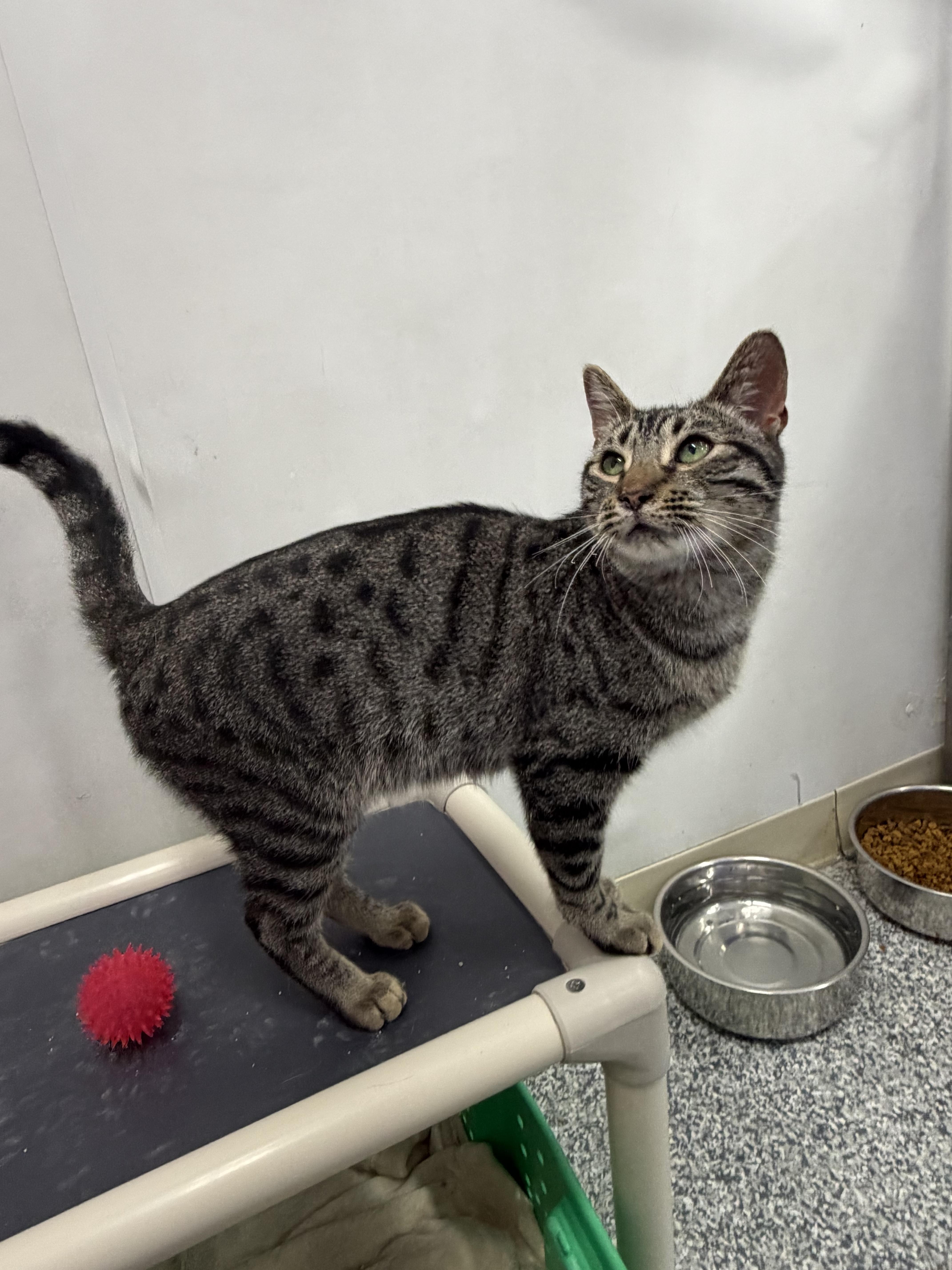 Goose, a ADOPTABLE Domestic Short Hair in Dunkirk, NY image 5/5