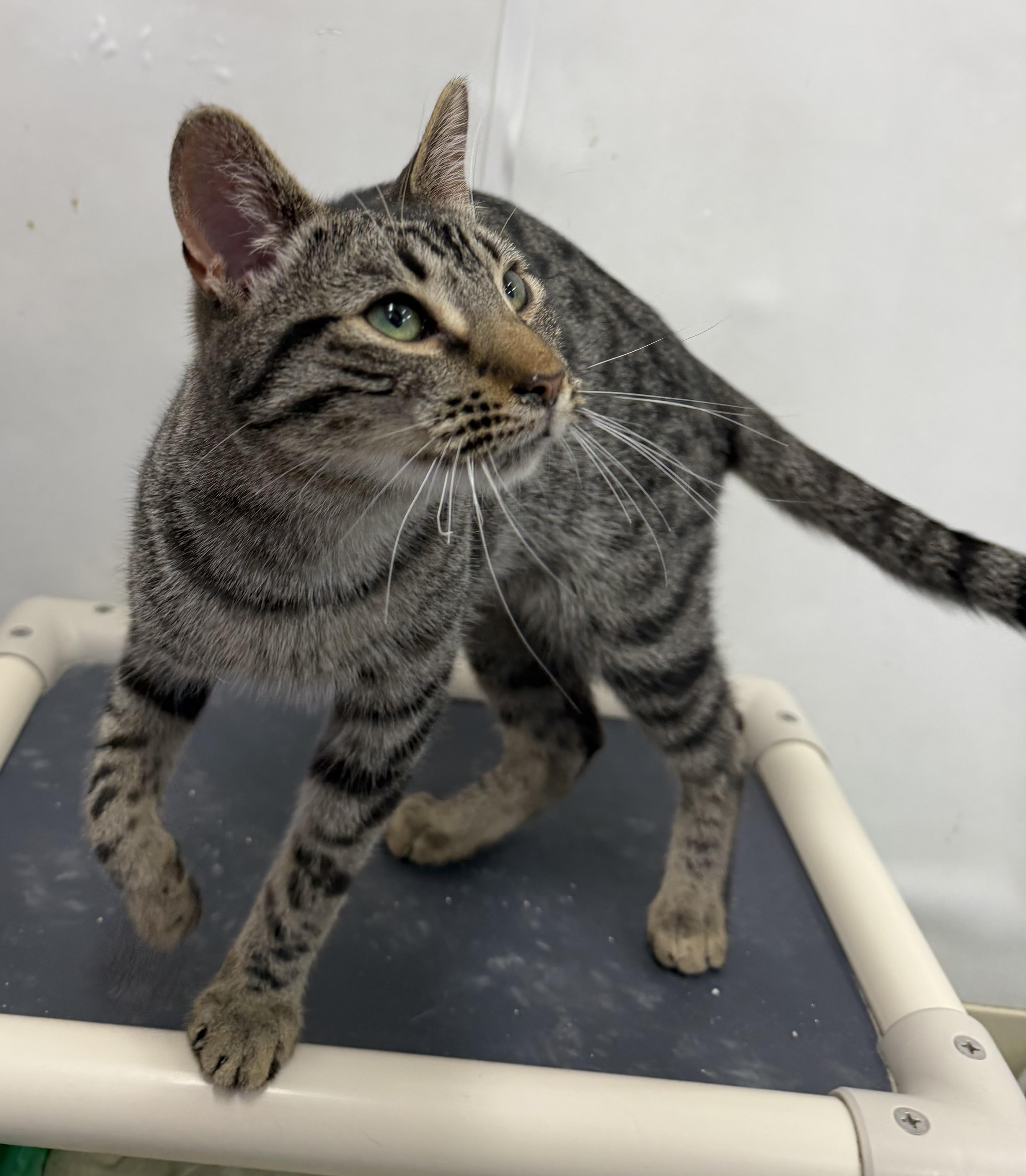 Goose, a ADOPTABLE Domestic Short Hair in Dunkirk, NY image 4/5
