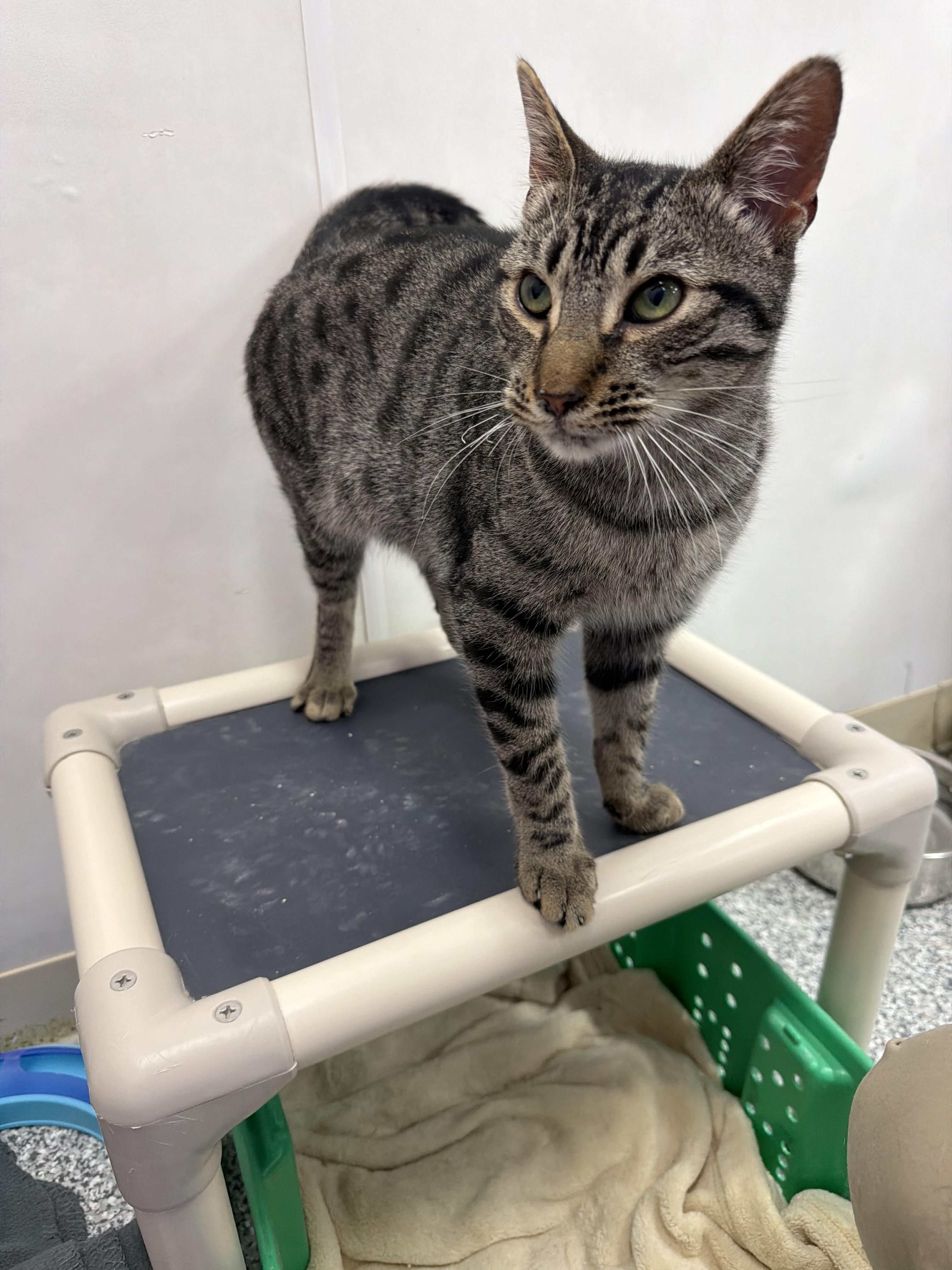 Goose, a ADOPTABLE Domestic Short Hair in Dunkirk, NY image 2/5