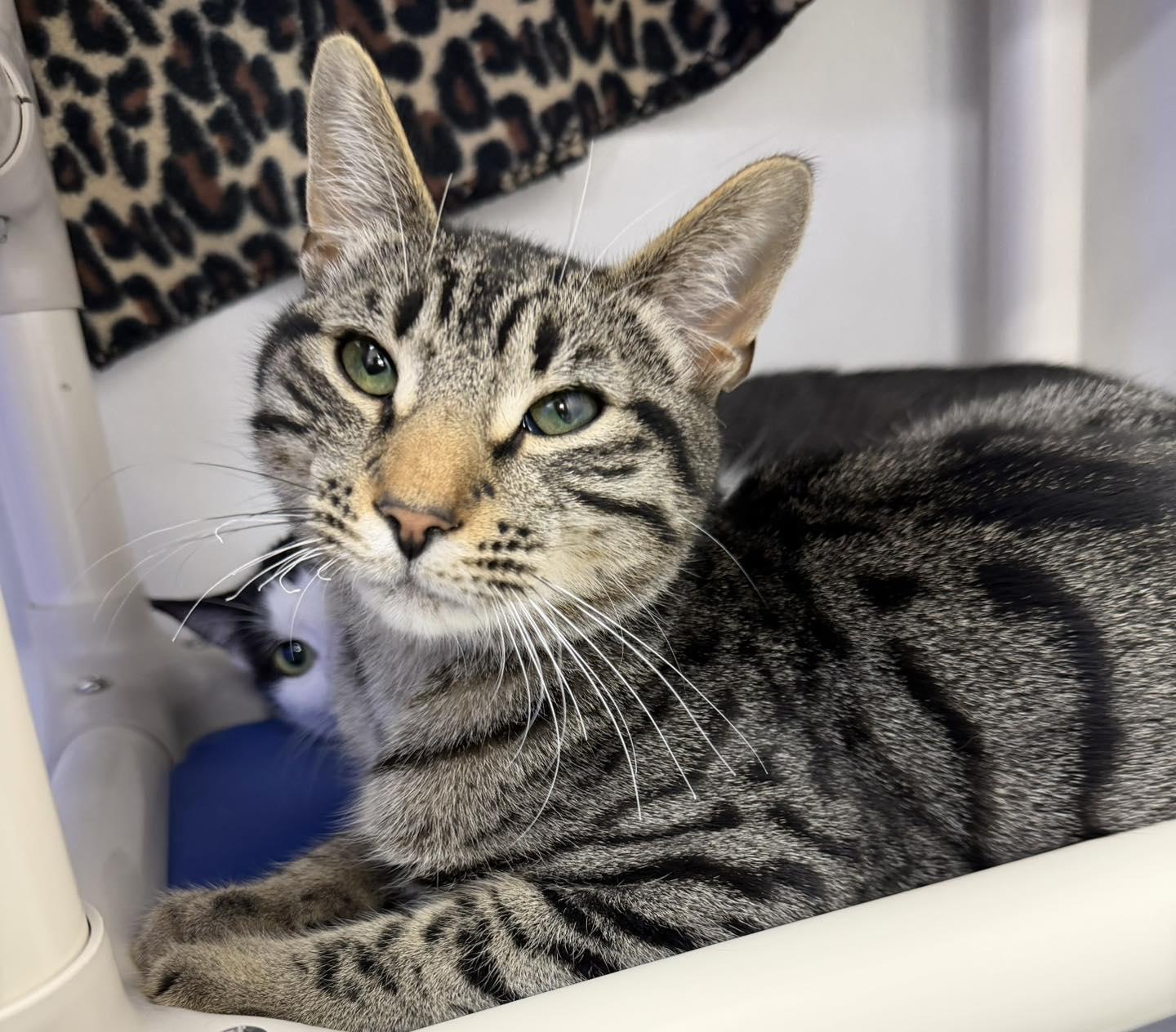 Goose, a ADOPTABLE Domestic Short Hair in Dunkirk, NY image 1/5