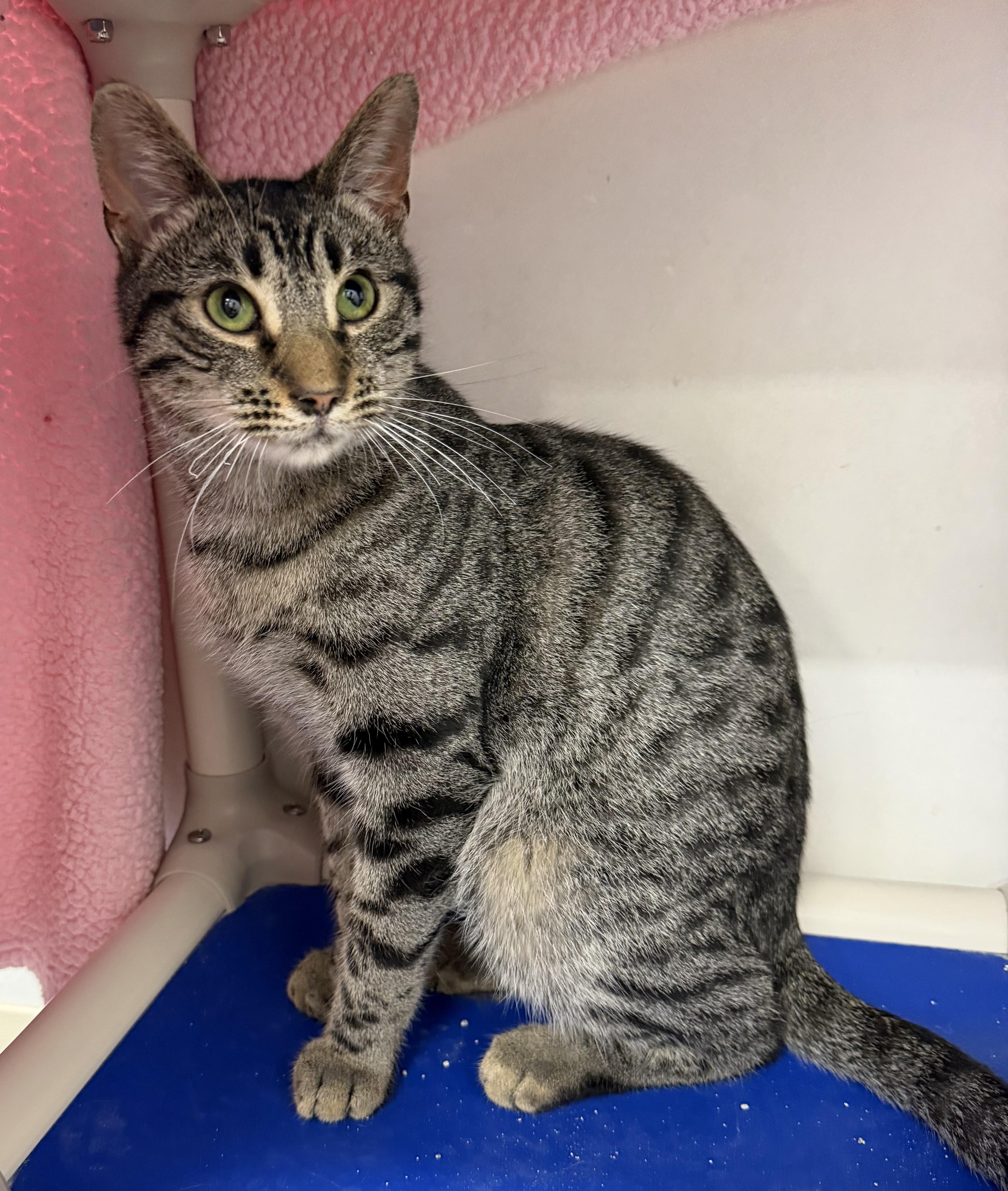 Goose, a ADOPTABLE Domestic Short Hair in Dunkirk, NY image 3/5