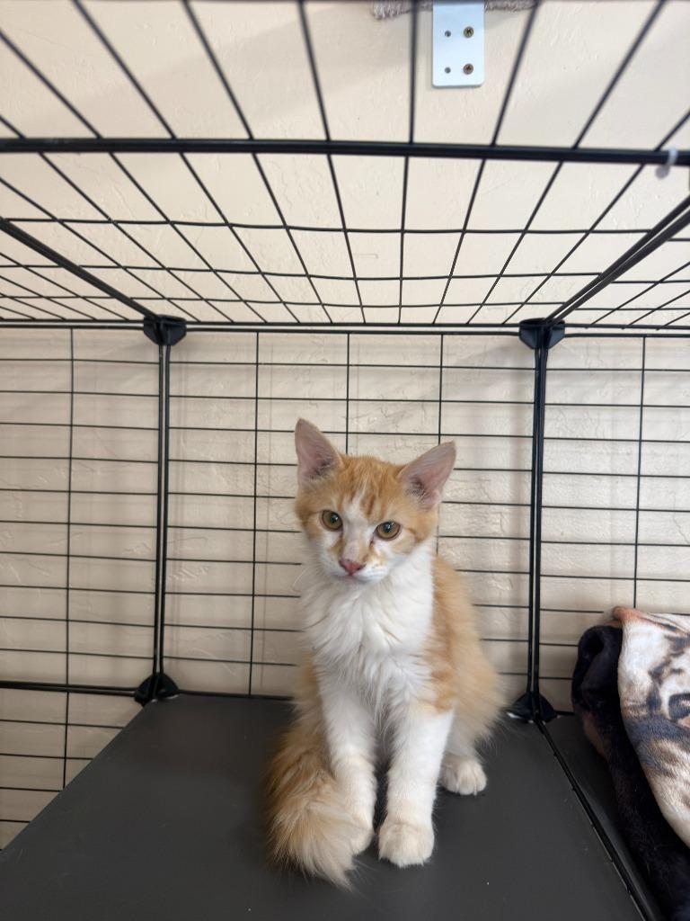Roscoe, Adoptable, Kitten Male Domestic Short Hair.