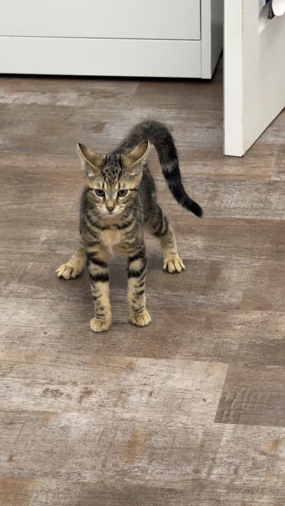 Blush, Adoptable, Kitten Female Domestic Short Hair.
