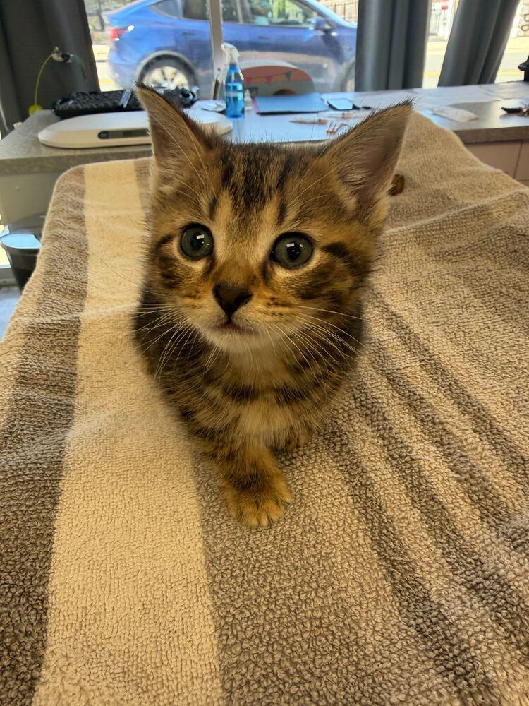 Blush, Adoptable, Kitten Female Domestic Short Hair.