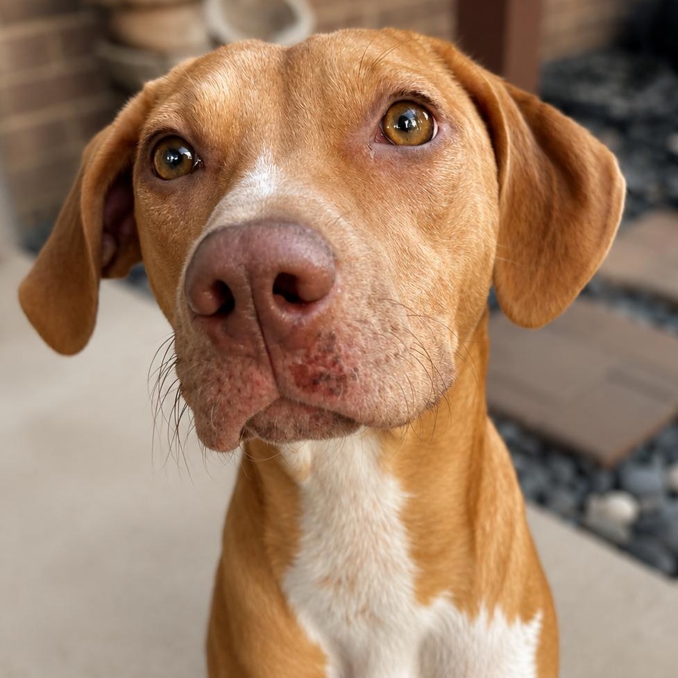 Enlarge TOFFEE, a Adoptable mixed breed in Syracuse, NY image 2/6