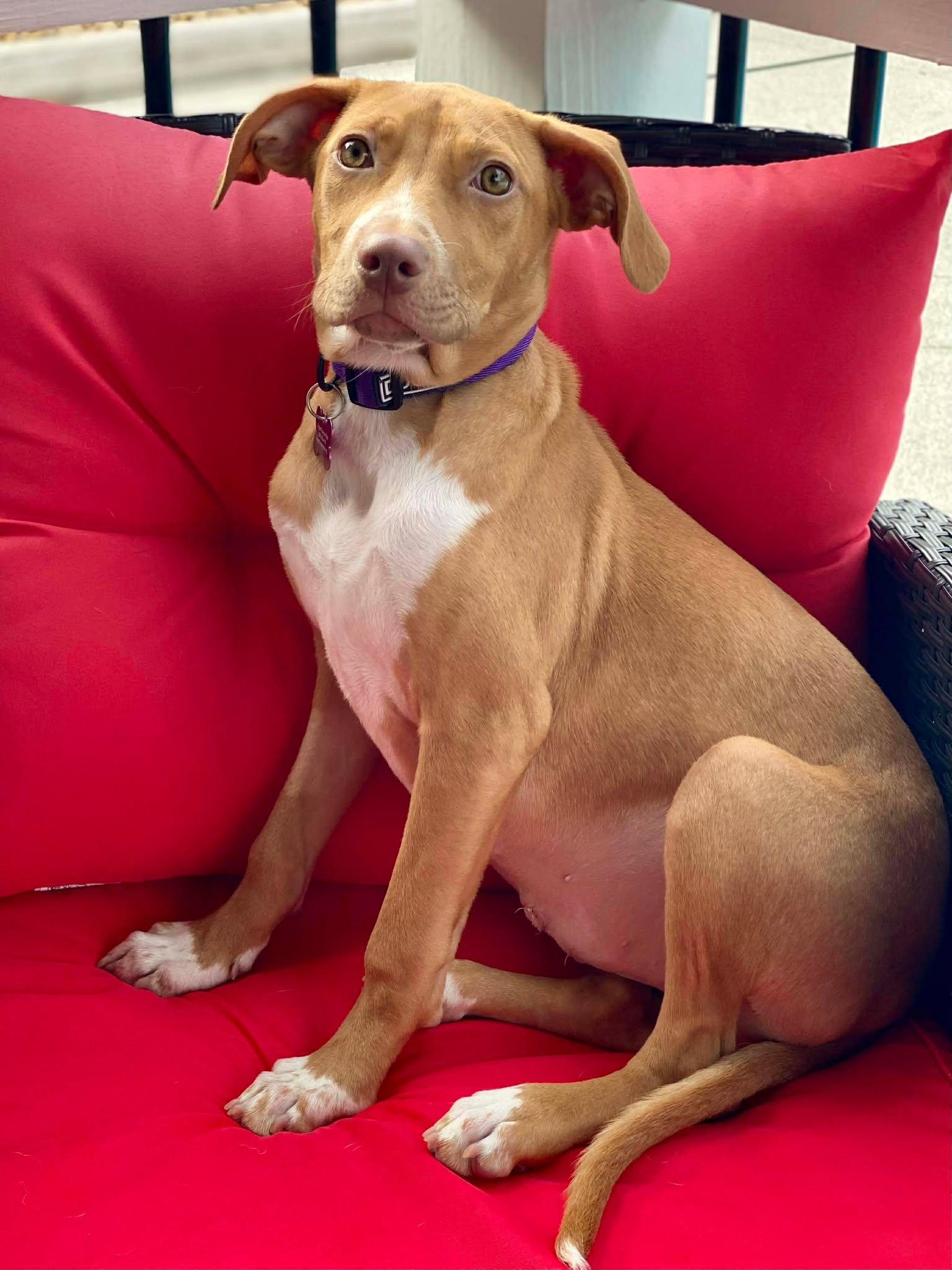 Enlarge TOFFEE, a Adoptable mixed breed in Syracuse, NY image 4/6