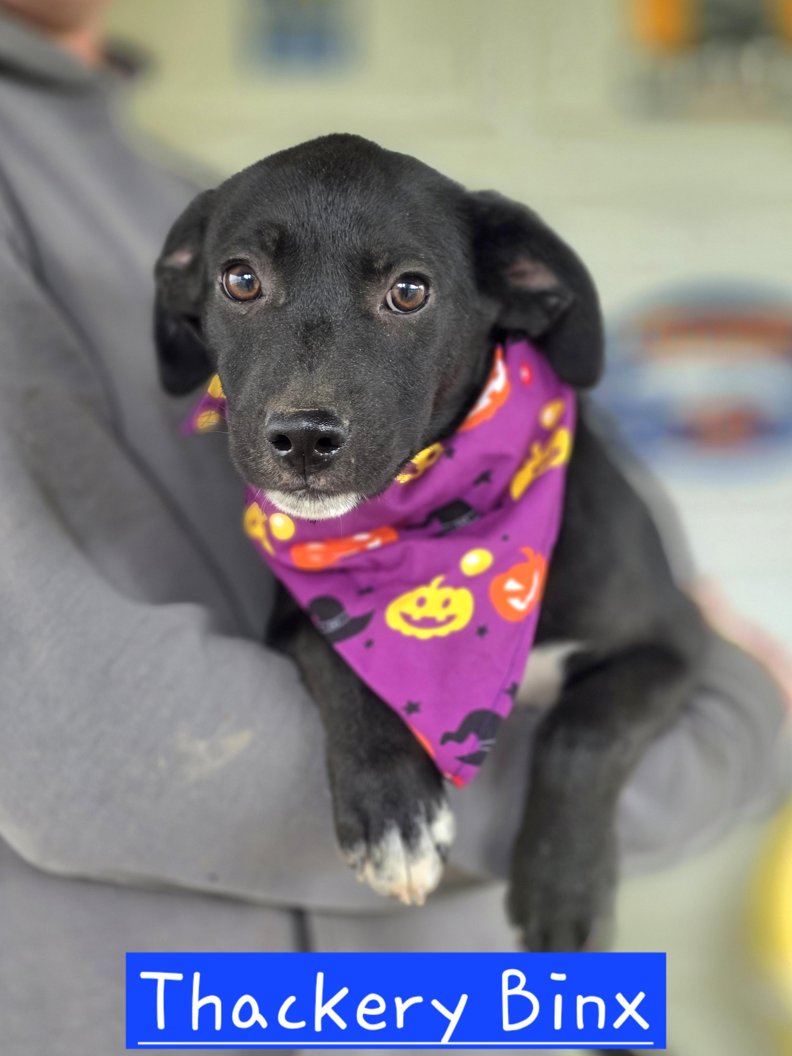 Enlarge Thackery Binx, a Adopted Mixed Breed in Walthill, NE image 1/1