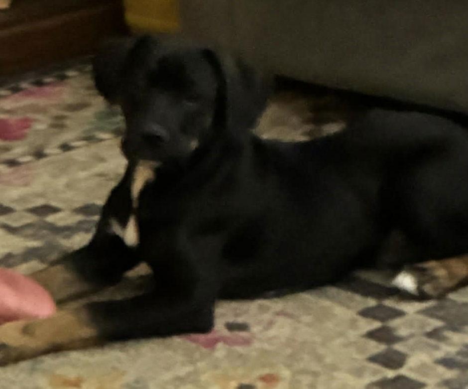 Wilson, Adoptable, Young Male Boxer.