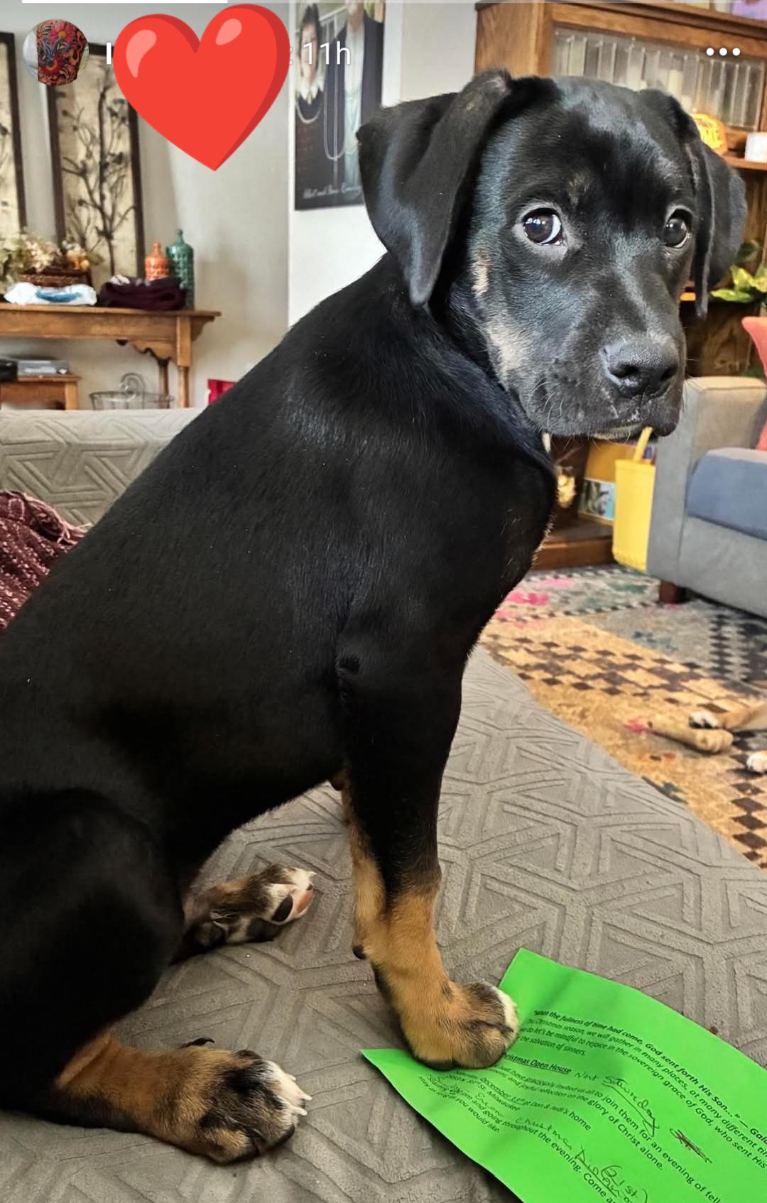 Enlarge Wilson, a Adoptable Boxer in Shakopee, MN image 2/3