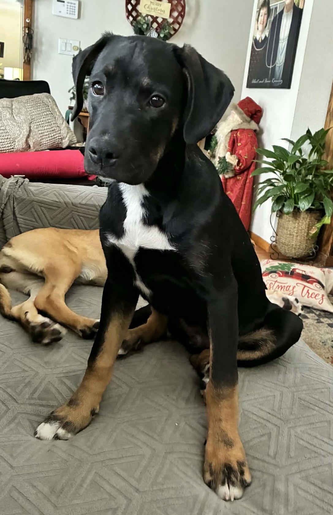 Enlarge Wilson, a Adoptable Boxer in Shakopee, MN image 3/3