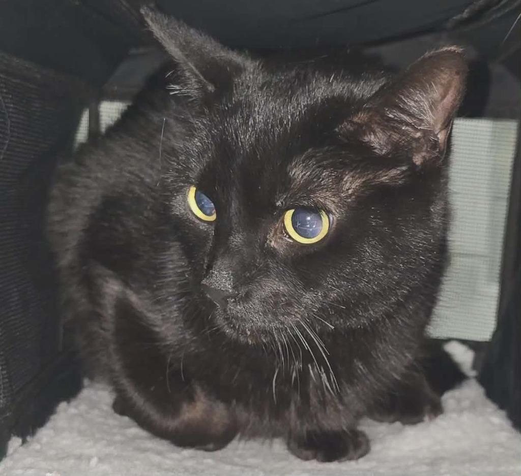 Sami, Adoptable, Adult Male Domestic Short Hair.