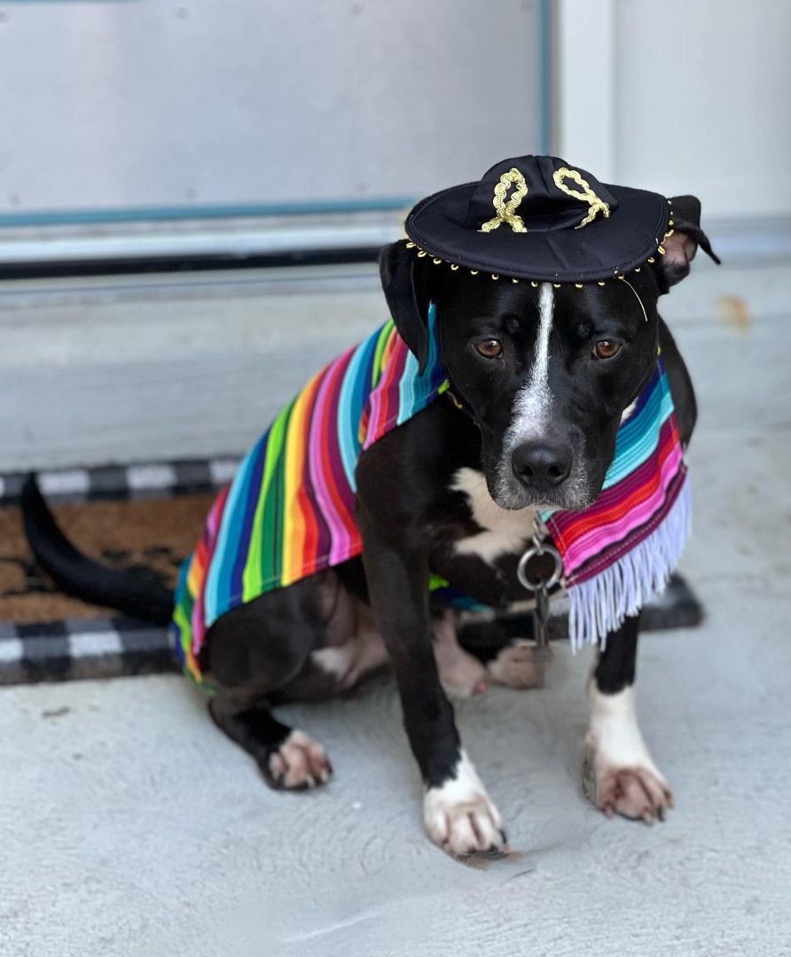 Taquito, an adoptable Terrier in Milford, OH, 45150 | Photo Image 2