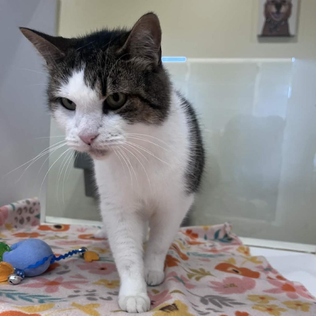 Bernadette, Adoptable, Adult Female Domestic Short Hair.