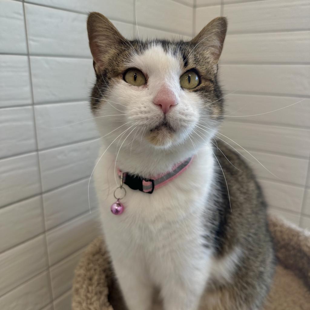 Enlarge Bernadette, a Adoptable Domestic Short Hair in Beaumont, TX image 2/6