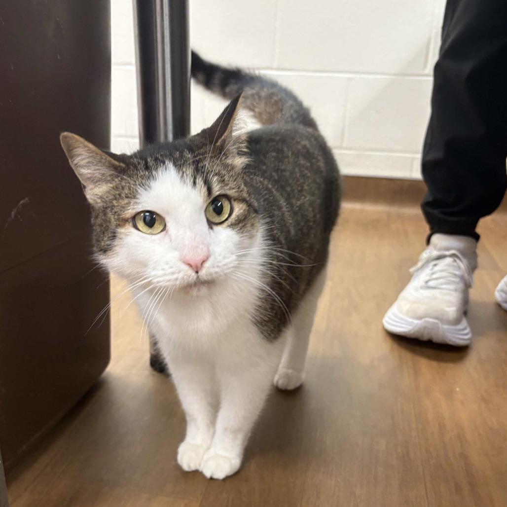 Enlarge Bernadette, a Adoptable Domestic Short Hair in Beaumont, TX image 3/6