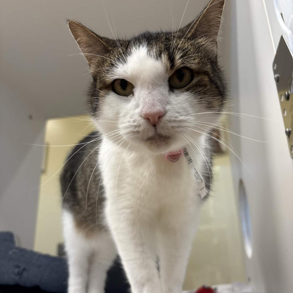 Enlarge Bernadette, a Adoptable Domestic Short Hair in Beaumont, TX image 4/6