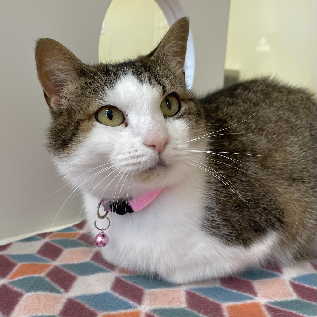 Enlarge Bernadette, a Adoptable Domestic Short Hair in Beaumont, TX image 5/6