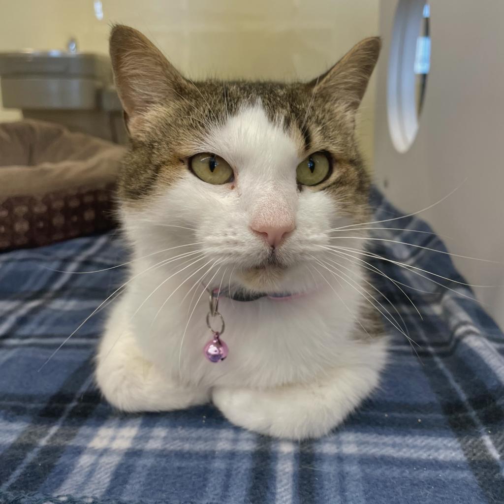 Enlarge Bernadette, a Adoptable Domestic Short Hair in Beaumont, TX image 6/6