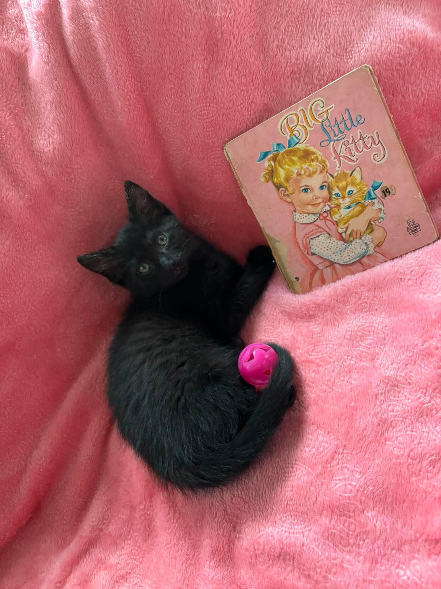 Hazel, an adopted Domestic Short Hair in Canton, OH image 2/2
